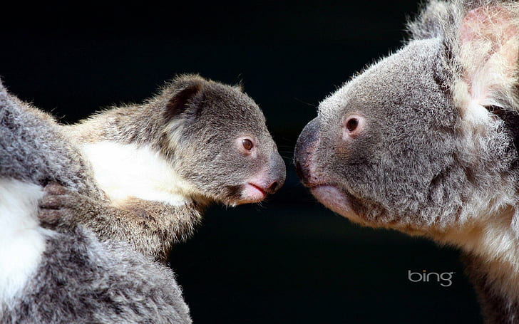 *** Koala Bears ***, misie, koala, ladowe, zwierzeta, animals, HD wallpaper