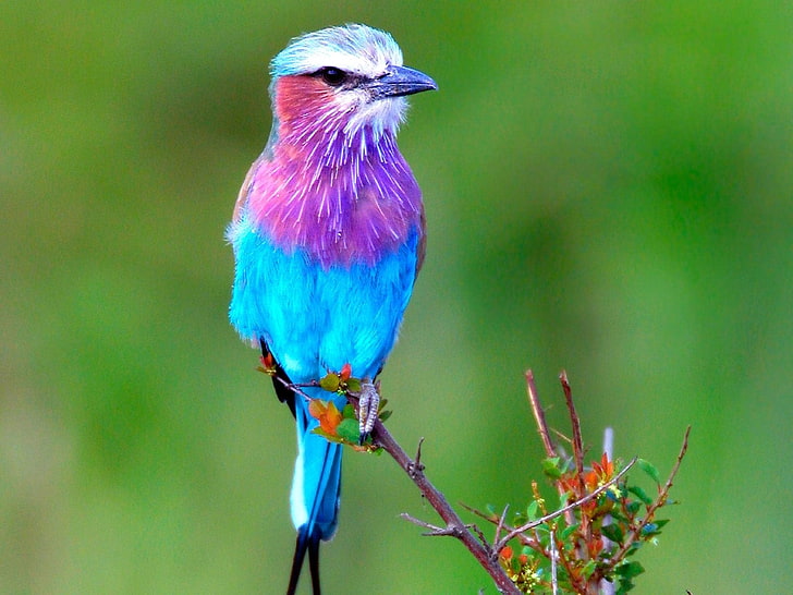 Rullo lilla petto, uccello rosa e blu, animali, uccelli, blu, bello, Sfondo HD