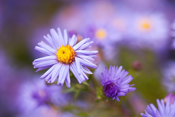 focus photography of purple petaled flowers, Flower, bokeh, focus, photography, BC, Blumen, British Columbia, Canada, Vancouver, fleur, fleurs, lila, purple  violet, camera, model, nikon d80, exif, focal_length, 105 mm, nikon corporation, geo, city=vancouver, aperture, iso_speed, state, geo:location, lens, mm, f/2.8, nature, plant, summer, close-up, petal, daisy, beauty In Nature, purple, outdoors, HD wallpaper