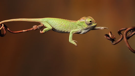 camaleonte verde e marrone, camaleonti, salto, rettili, animali, Sfondo HD HD wallpaper