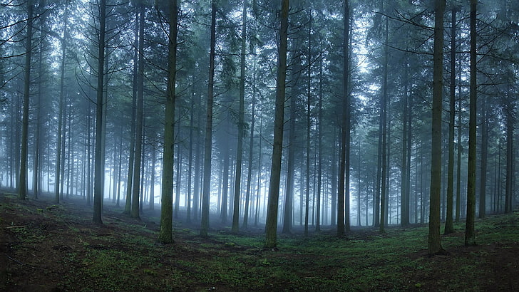 Early Morning Forest, green leafed trees, Nature, Scenery, forest, fog, HD  wallpaper | Wallpaperbetter