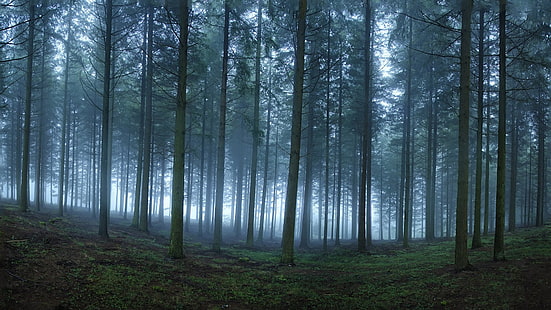 зеленое лиственное дерево, природа, пейзаж, туман, лес, деревья, утро, HD обои HD wallpaper