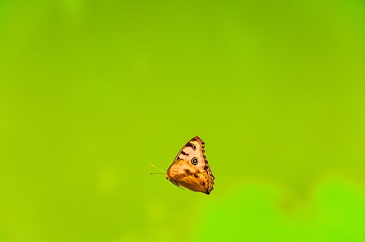 silberfarbener Herzanhänger, Schmetterling, Minimalismus, Insekt, Tiere, HD-Hintergrundbild