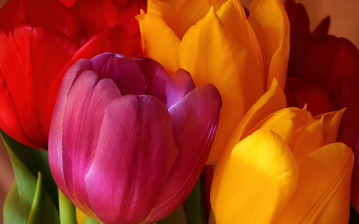 Yellow Pink Red Tulips, flower, nature, yellow, pink, tulips, HD wallpaper