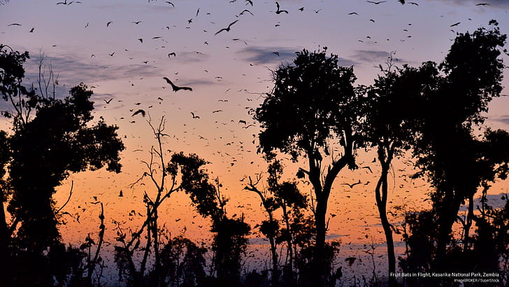 خفافيش الفاكهة في رحلة جوية ، حديقة كاسانكا الوطنية ، زامبيا ، المتنزهات الوطنية، خلفية HD