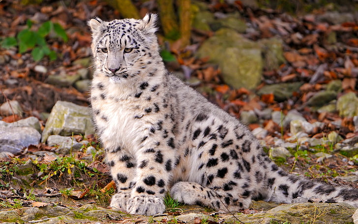 Млада и пухкава снежна Leoaprdess, тигърче албинос, животни, леопард, животно, HD тапет
