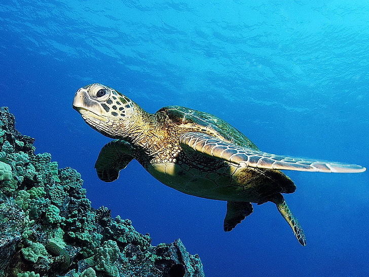 Зелена морска костенурка, кафява морска костенурка, Животни, Костенурка, животно, HD тапет