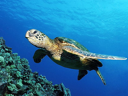 Grüne Meeresschildkröte, braune Meeresschildkröte, Tiere, Schildkröte, Tier, HD-Hintergrundbild HD wallpaper