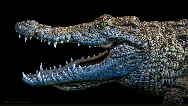 Крокодилы Подсемейство Crocodylinae Большой Крокодил с беспорядком Животные Скачать обои для мобильного телефона и планшета 3840 × 2160, HD обои