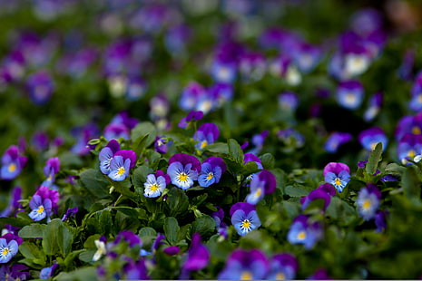 lila-och-gula viola tricolor blommor, makro, blommor, pensé, lila, altfiol, HD tapet HD wallpaper