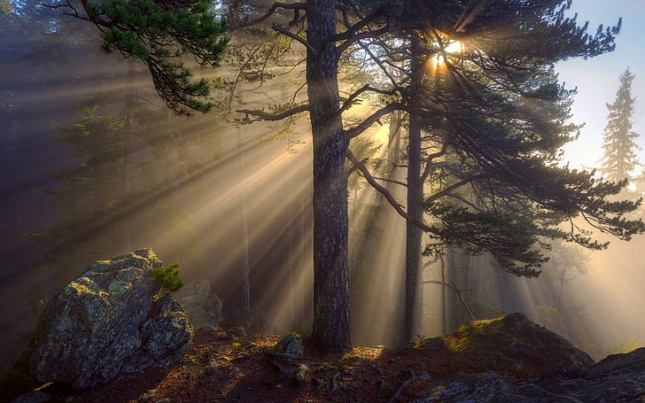 غابة الصباح ، أشعة الشمس ، الأشجار ، الصخور ، الصباح ، الغابات ، الشمس ، الأشعة ، الأشجار ، الصخور، خلفية HD