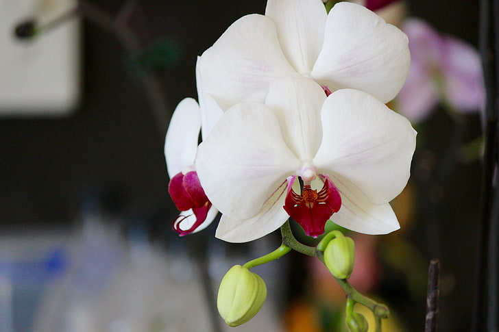 white-and-red moth orchids, orchid, flower, bud, petals, HD wallpaper