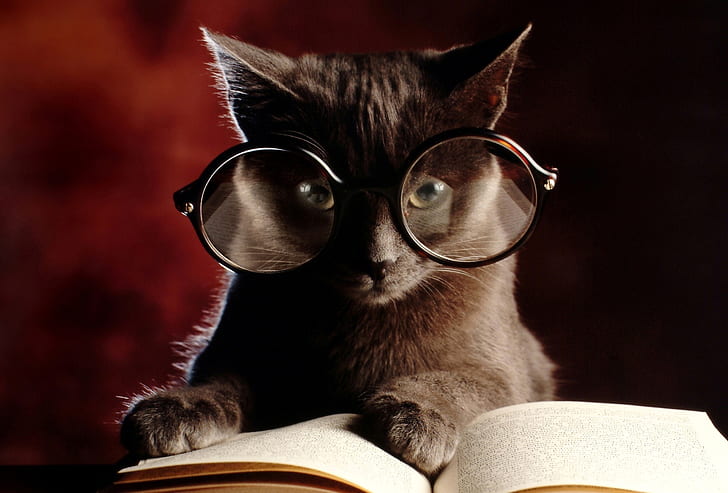 books, cats, glasses, humor, mood, HD wallpaper