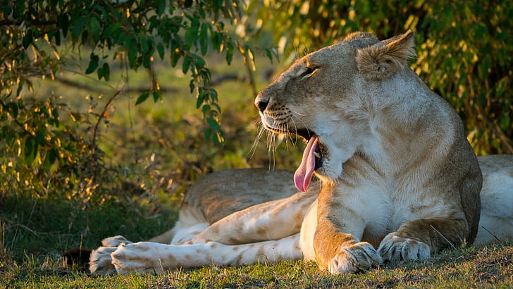Lioness jaws, white and brown lioness, lion, jaws, lioness, tongue, HD wallpaper