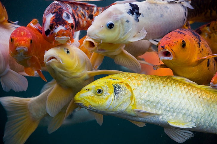 Fishes, Fish, Asian, Koi, Oriental, HD wallpaper