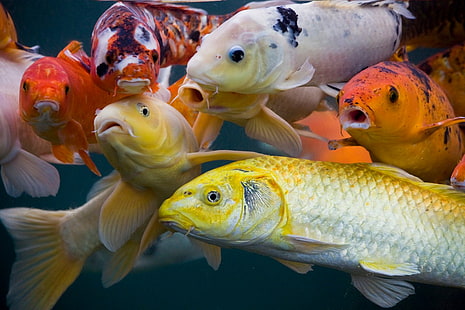 Fishes, Fish, Asian, Koi, Oriental, HD wallpaper HD wallpaper