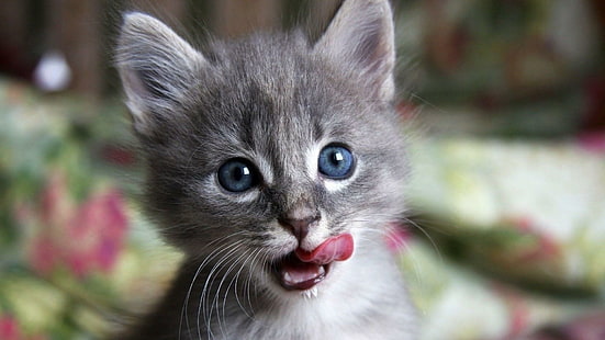 catling, cat, kitty, kitten, cute, animals, HD wallpaper HD wallpaper