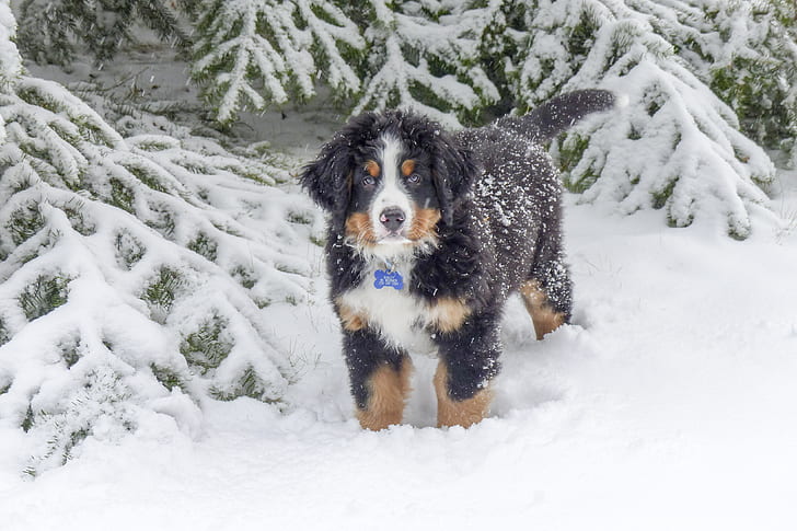 Cão De Montanha Bernese, Berner Sennenhund, Cão, HD papel de parede
