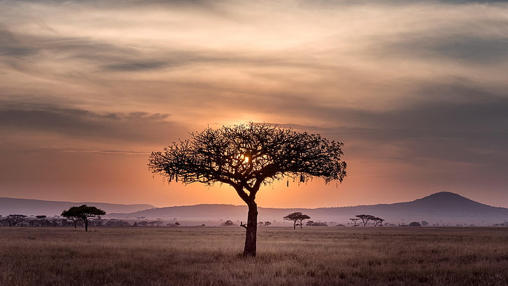 lonely tree, lone tree, tree, field, sky, savanna, cloud, dawn, grassland, morning, plain, horizon, sunrise, landscape, HD wallpaper