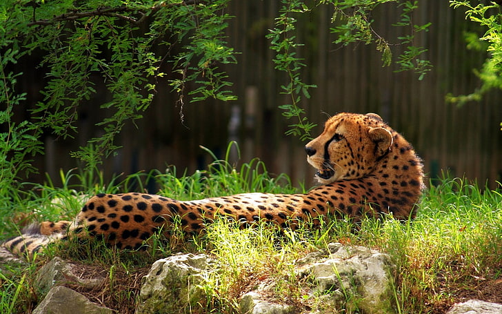czarny i brązowy gepard, gepard, cętkowany, trawa, duży kot, Tapety HD
