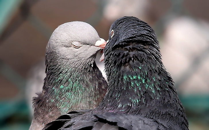 pair of black and gray pigeons, pigeons, tenderness, kissing, birds, HD wallpaper