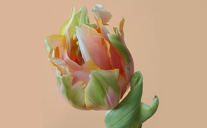 Parrot Tulip, white, pink, and green petaled flower, Nature, Flowers, Orange, Spring, Green, Bulb, Netherlands, Holland, Tulip, blume, fleur, bulbflower, orangetulip, tulp, tulpe, HD wallpaper