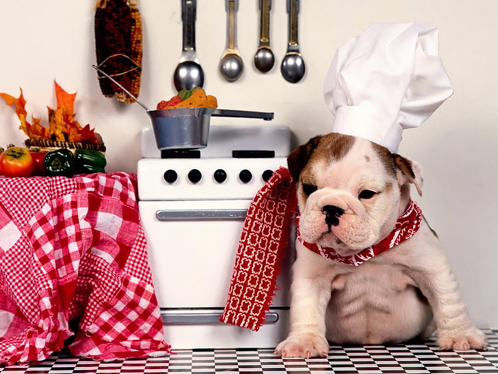 Dog Chef, tan and white English bulldog puppy, Animals, Dog, funny, chef, HD wallpaper