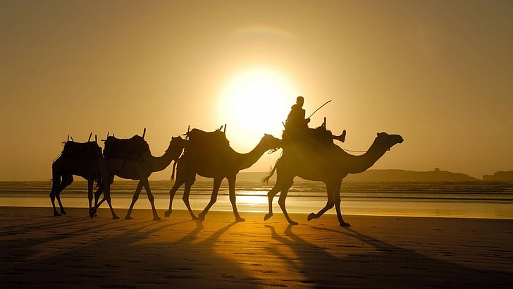 silhouette de quatre chameaux photo, chameaux, lumière du soleil, ombre, désert, animaux, silhouette, Fond d'écran HD