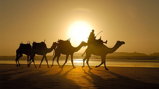 silhueta de quatro camelos foto, camelos, luz solar, sombra, deserto, animais, silhueta, HD papel de parede HD wallpaper