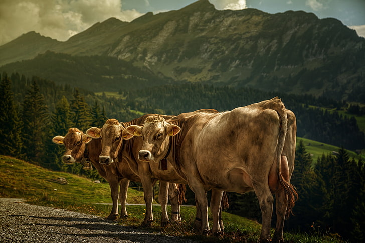 5616x3744 px, animals, Cow, mountains, three, HD wallpaper