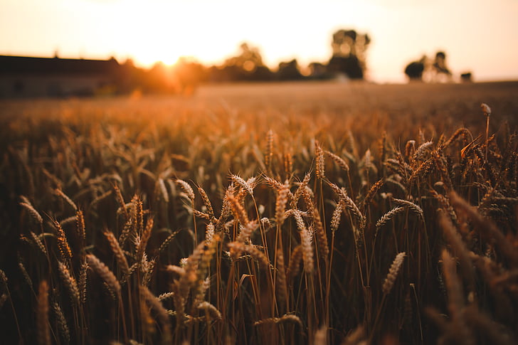 agriculture, field, grain, harvest, rye, sunrise, sunset, wheat, HD wallpaper