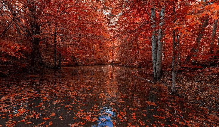 orange-leafed tree, nature, photography, landscape, fall, red leaves, river, forest, trees, HD wallpaper
