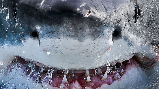 tiburón, boca, diente de tiburón, dientes, animales, Fondo de pantalla HD HD wallpaper