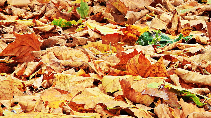 autumn, autumn colours, autumn leaves, bright, close up, color, decoration, dry, dry leaves, fall, fall leaves, ground, leaves, maple, outdoors, season, HD wallpaper