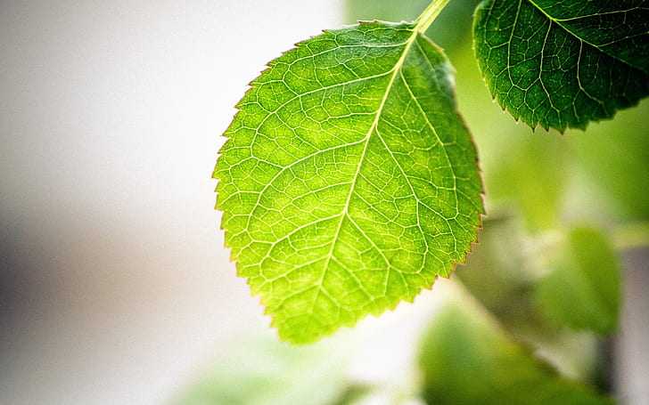 Leaf Macro HD, green mint leaf, nature, macro, leaf, HD wallpaper