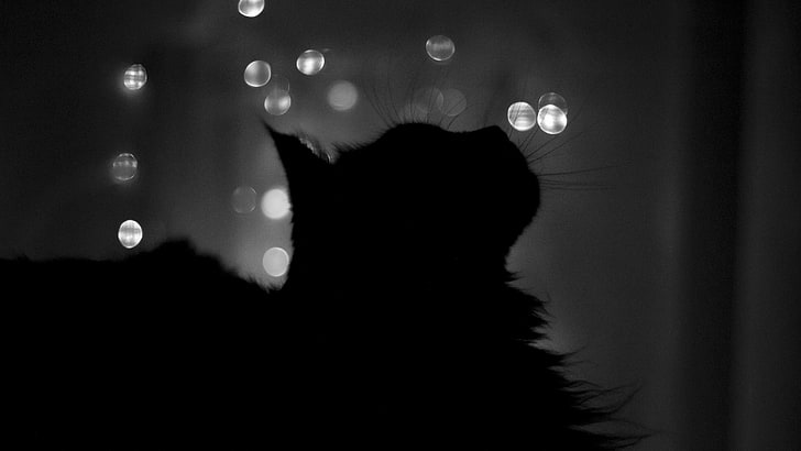 cats silhouette grayscale 2560x1440  Animals Cats HD Art , cats, silhouette, HD wallpaper