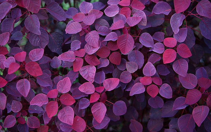 HD planta de folhas roxa papéis de parede grátis baixar | Wallpaperbetter