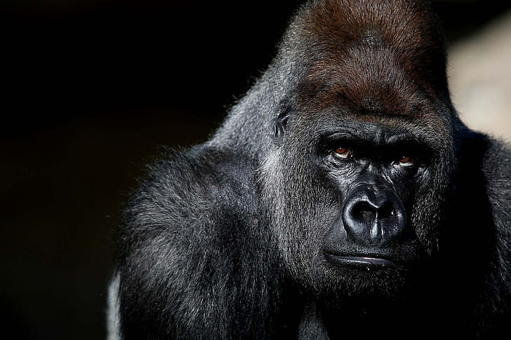 gorilla, Sfondo HD