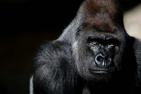 gorilla, Sfondo HD HD wallpaper