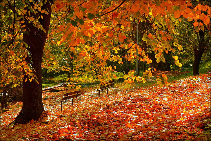 Осень, Осень, Листва, Падающие листья, Листья, HD обои