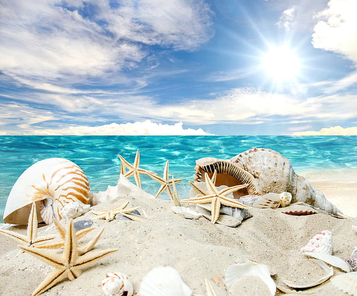 Kerang di pantai, ikan bintang putih dan coklat dengan ilustrasi cangkang keong, kerang, bintang laut, pantai, laut, sinar matahari, musim panas, pasir, Wallpaper HD