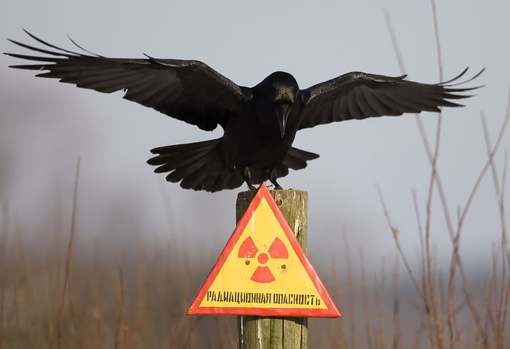 corvo, prato, chernobyl, corvo, risco radiação, coluna, HD papel de parede