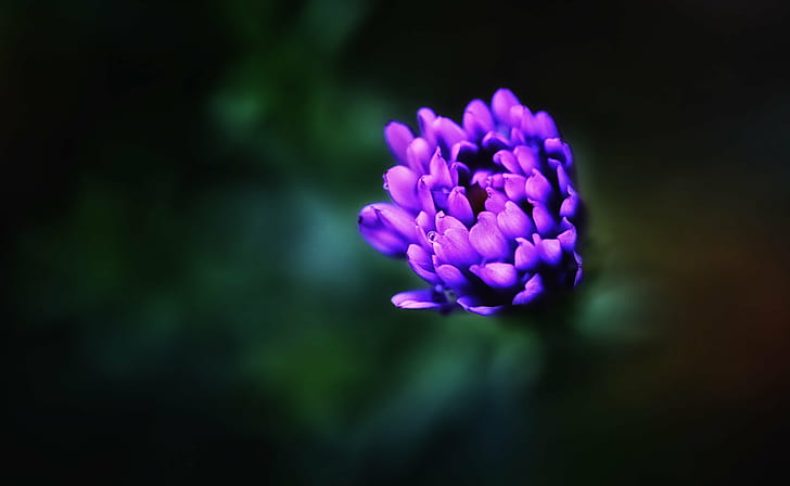 fotografi dangkal fokus bunga ungu, jauh di dalam, fokus dangkal, fotografi, bunga ungu, bunga bunga, bokeh, makro, alam, ungu, tanaman, bunga, close-up, daun bunga, kepala bunga, keindahan di alam, Wallpaper HD