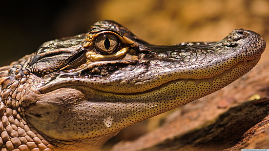 graues Krokodil, Alligatoren, Tiere, HD-Hintergrundbild HD wallpaper