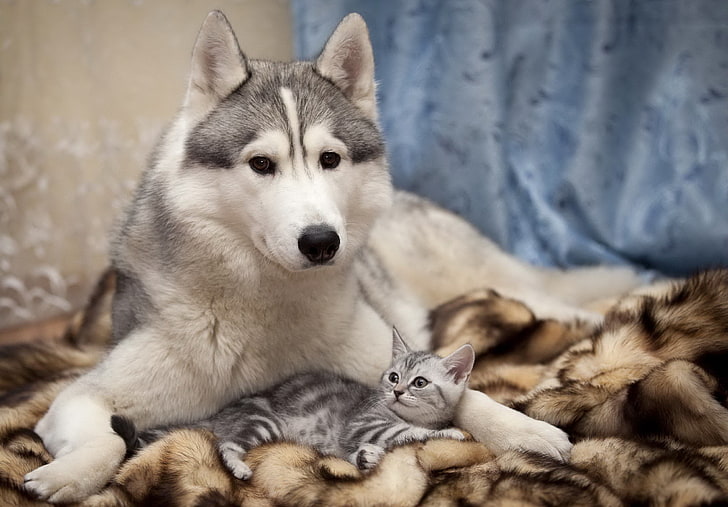 сибирский хаски, собака, кошка, котенок, ложь, HD обои