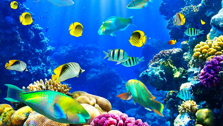 ryby, ryby, przyroda, ocean, morze, morskie, podwodne, Tapety HD