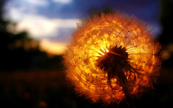 Dandelion Sunset, ดอกไม้, ธรรมชาติ, ดอกแดนดิไลอัน, พระอาทิตย์ตก, วอลล์เปเปอร์ HD