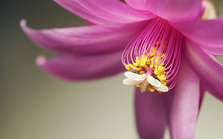꽃 매크로 핑크 HD, 자연, 꽃, 매크로, 핑크, HD 배경 화면