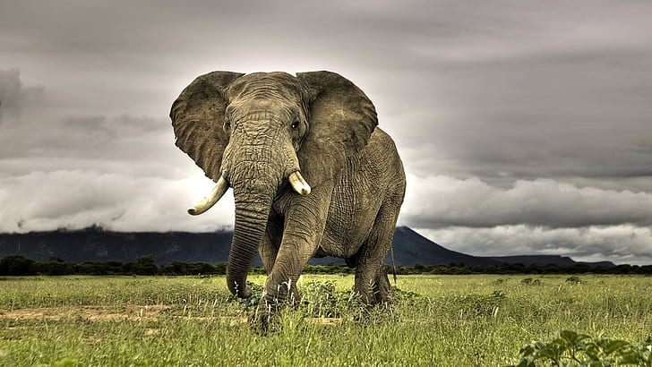 Duże zwierzęta, słoń, duże, zwierzęta, słoń, Tapety HD