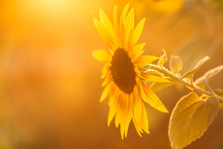 Sunflower Yellow Background, yellow sunflower, Nature, Flowers, yellow, HD  wallpaper | Wallpaperbetter